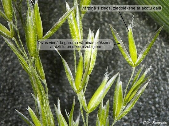 Cinna latifolia